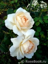Crocus Rose® Crocus Rose®