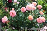 Augusta Luise Augusta Luise