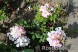 Robe Fleurie Robe Fleurie