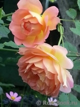 Lady of Shalott Lady of Shalott