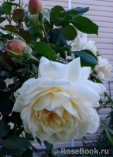 Crocus Rose® Crocus Rose®
