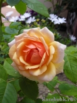 Grace® Grace®