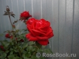 Dame de Coeur Dame de Coeur