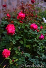 Sophy’s Rose Sophy’s Rose