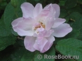 Blush Noisette 