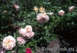 Sangerhauser Jubilaumsrose