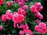 Rosarium Uetersen Rosarium Uetersen