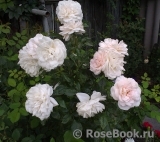 Lions Rose