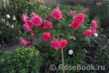 Rosarium Uetersen Rosarium Uetersen
