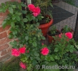 Rosarium Uetersen Rosarium Uetersen