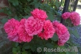 Rosarium Uetersen Rosarium Uetersen