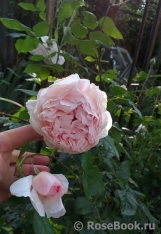 The Wedgwood Rose The Wedgwood Rose