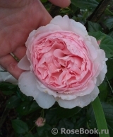The Wedgwood Rose The Wedgwood Rose