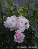 The Wedgwood Rose The Wedgwood Rose