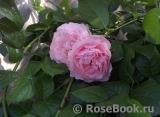 Strawberry Hill Strawberry Hill