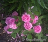 Mary Rose