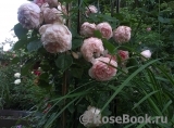 The Wedgwood Rose The Wedgwood Rose