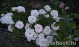 Aspirin Rose Aspirin Rose