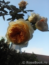 Crown Princess Margareta®