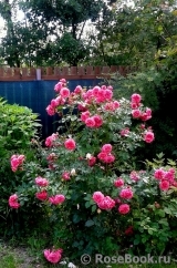 Rosarium Uetersen Rosarium Uetersen