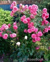 Rosarium Uetersen Rosarium Uetersen