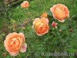 Lady of Shalott Lady of Shalott