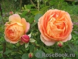 Lady of Shalott Lady of Shalott