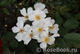 Rosalita Rosalita