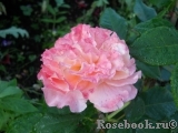 Augusta Luise Augusta Luise