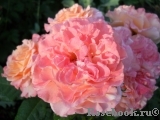 Augusta Luise Augusta Luise