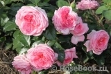 La Rose de Molinard ® La Rose de Molinard ®