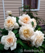 Crocus Rose® Crocus Rose®