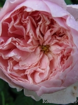 The Alnwick Rose