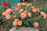 Apricot Clementine 