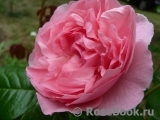 Strawberry Hill Strawberry Hill