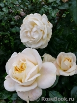Lions Rose Lions Rose