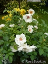 Jacqueline du Pre 