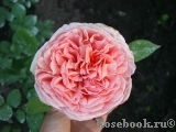 Abraham Darby Abraham Darby