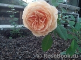 Crown Princess Margareta® Crown Princess Margareta®