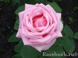 Frederic Mistral® Frederic Mistral®