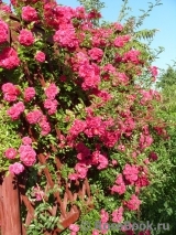 Excelsa Excelsa