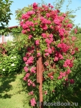 Excelsa Excelsa