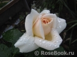 Lions Rose Lions Rose