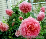 Jubilee Celebration® Jubilee Celebration®