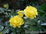 Friesia Friesia