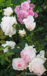 The Wedgwood Rose