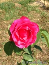 Venrosa Venrosa