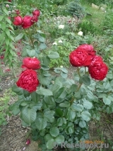 Traviata Traviata