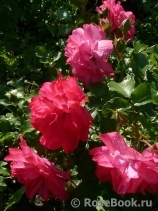 Rosarium Uetersen Rosarium Uetersen