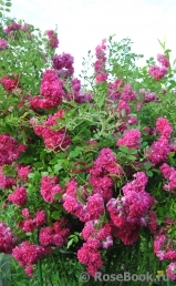 Super Excelsa Super Excelsa